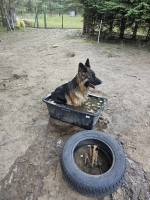 vom Trojangold, hodowla Owczarków Niemieckich Długowłosych