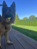 vom Trojangold, hodowla Owczarków Niemieckich Długowłosych