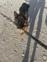 vom Trojangold, hodowla Owczarków Niemieckich Długowłosych