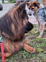 vom Trojangold, hodowla Owczarków Niemieckich Długowłosych