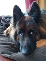 vom Trojangold, hodowla Owczarków Niemieckich Długowłosych