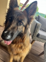 vom Trojangold, hodowla Owczarków Niemieckich Długowłosych