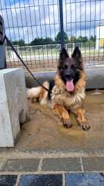 vom Trojangold, hodowla Owczarków Niemieckich Długowłosych