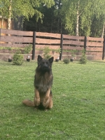 vom Trojangold, hodowla Owczarków Niemieckich Długowłosych