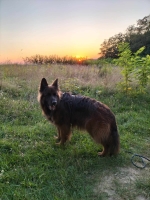 vom Trojangold, hodowla Owczarków Niemieckich Długowłosych