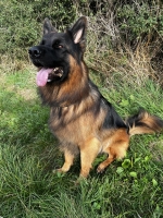 vom Trojangold, hodowla Owczarków Niemieckich Długowłosych