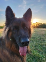 vom Trojangold, hodowla Owczarków Niemieckich Długowłosych