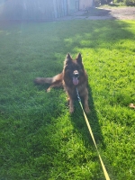 vom Trojangold, hodowla Owczarków Niemieckich Długowłosych