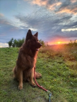 vom Trojangold, hodowla Owczarków Niemieckich Długowłosych