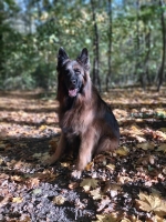 vom Trojangold, hodowla Owczarków Niemieckich Długowłosych