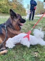 vom Trojangold, hodowla Owczarków Niemieckich Długowłosych