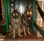 vom Trojangold, hodowla Owczarków Niemieckich Długowłosych