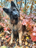 vom Trojangold, hodowla Owczarków Niemieckich Długowłosych