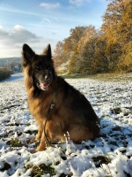 vom Trojangold, hodowla Owczarków Niemieckich Długowłosych