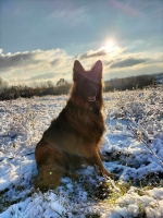 vom Trojangold, hodowla Owczarków Niemieckich Długowłosych