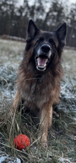 vom Trojangold, hodowla Owczarków Niemieckich Długowłosych