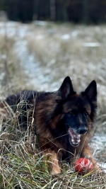 vom Trojangold, hodowla Owczarków Niemieckich Długowłosych