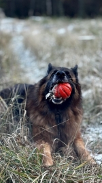 vom Trojangold, hodowla Owczarków Niemieckich Długowłosych