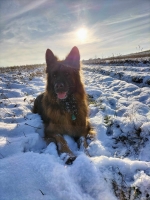 vom Trojangold, hodowla Owczarków Niemieckich Długowłosych