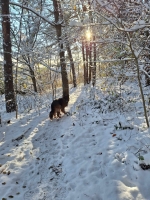 vom Trojangold, hodowla Owczarków Niemieckich Długowłosych