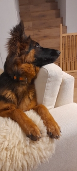 vom Trojangold, hodowla Owczarków Niemieckich Długowłosych