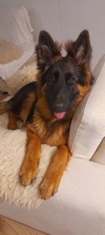 vom Trojangold, hodowla Owczarków Niemieckich Długowłosych