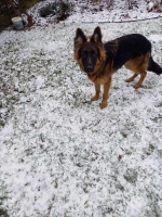 vom Trojangold, hodowla Owczarków Niemieckich Długowłosych