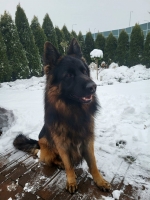 vom Trojangold, hodowla Owczarków Niemieckich Długowłosych