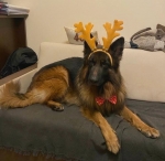 vom Trojangold, hodowla Owczarków Niemieckich Długowłosych