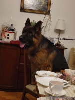 vom Trojangold, hodowla Owczarków Niemieckich Długowłosych