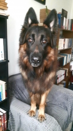 vom Trojangold, hodowla Owczarków Niemieckich Długowłosych