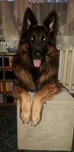 vom Trojangold, hodowla Owczarków Niemieckich Długowłosych