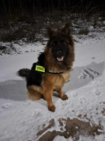 vom Trojangold, hodowla Owczarków Niemieckich Długowłosych