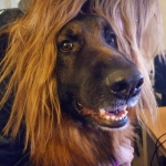 vom Trojangold, hodowla Owczarków Niemieckich Długowłosych