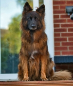 vom Trojangold, hodowla Owczarków Niemieckich Długowłosych