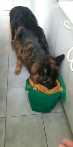 vom Trojangold, hodowla Owczarków Niemieckich Długowłosych