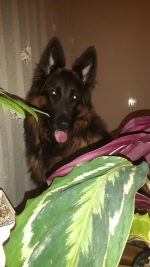 vom Trojangold, hodowla Owczarków Niemieckich Długowłosych