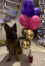 vom Trojangold, hodowla Owczarków Niemieckich Długowłosych