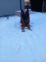 vom Trojangold, hodowla Owczarków Niemieckich Długowłosych