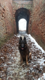 vom Trojangold, hodowla Owczarków Niemieckich Długowłosych