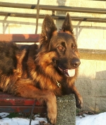 vom Trojangold, hodowla Owczarków Niemieckich Długowłosych