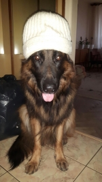 vom Trojangold, hodowla Owczarków Niemieckich Długowłosych