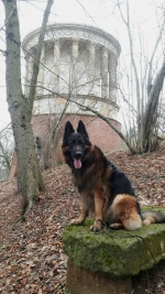 vom Trojangold, hodowla Owczarków Niemieckich Długowłosych