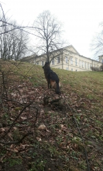 vom Trojangold, hodowla Owczarków Niemieckich Długowłosych