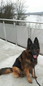 vom Trojangold, hodowla Owczarków Niemieckich Długowłosych