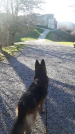 vom Trojangold, hodowla Owczarków Niemieckich Długowłosych