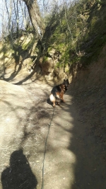 vom Trojangold, hodowla Owczarków Niemieckich Długowłosych