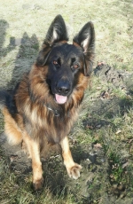 vom Trojangold, hodowla Owczarków Niemieckich Długowłosych