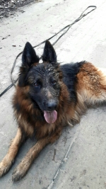 vom Trojangold, hodowla Owczarków Niemieckich Długowłosych