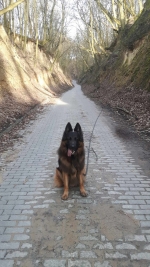 vom Trojangold, hodowla Owczarków Niemieckich Długowłosych